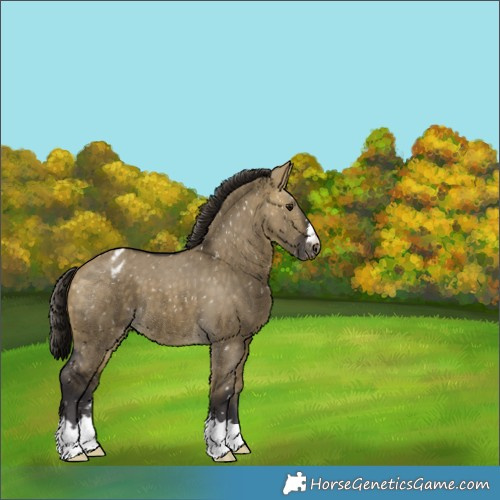 Horse Color:Buckskin Dun Appaloosa 