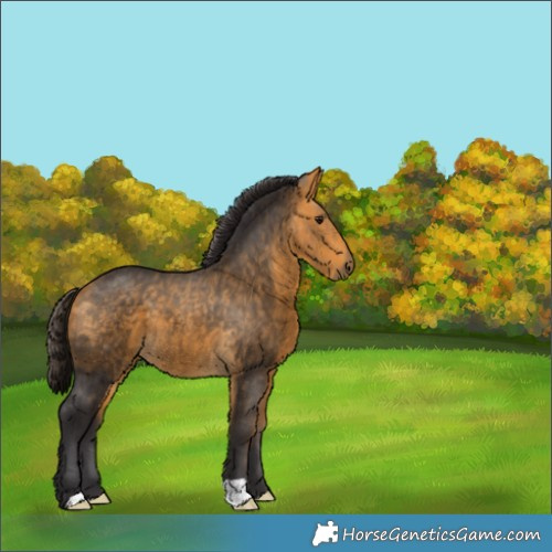 Horse Color:Buckskin 