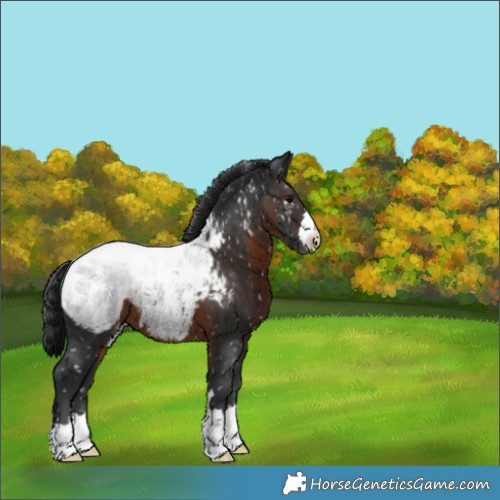 Horse Color:Brown Appaloosa 
