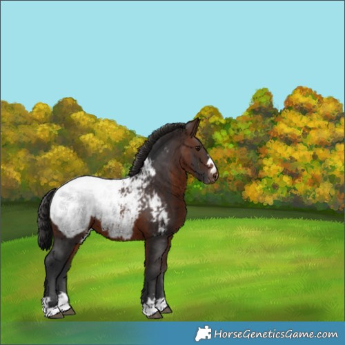 Horse Color:Brown Appaloosa 