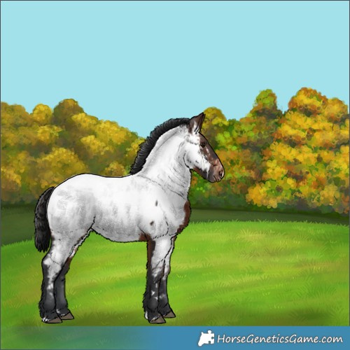 Horse Color:Brown Appaloosa 
