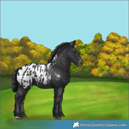 Horse Color:Black Appaloosa 