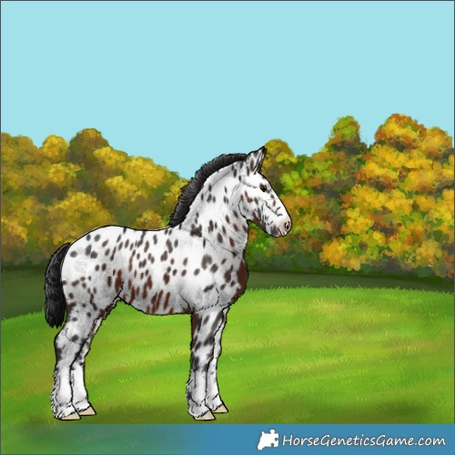 Horse Color:Brown Appaloosa 