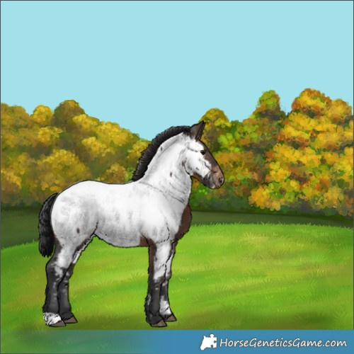 Horse Color:Brown Appaloosa 