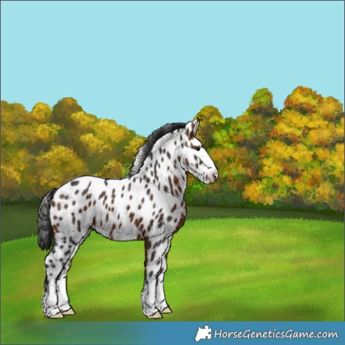 Horse Color:Bay Appaloosa 