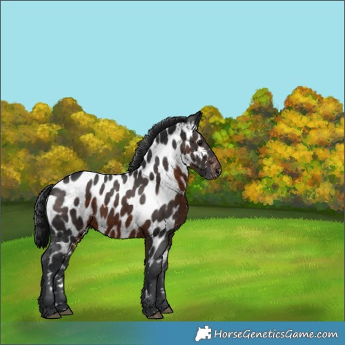 Horse Color:Brown Appaloosa 