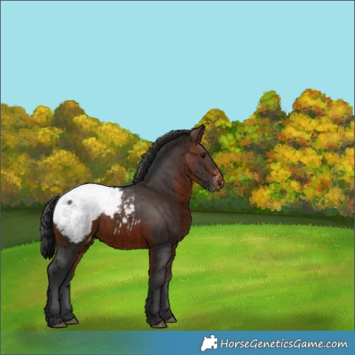 Horse Color:Brown Appaloosa 