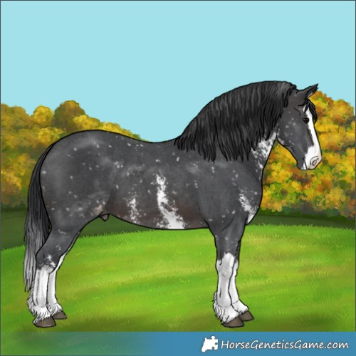 Horse Color:Brown Sabino Splash Appaloosa 