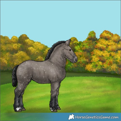 Horse Color:Grullo Appaloosa 