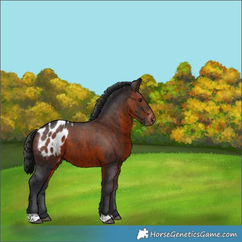 Horse Color:Brown Appaloosa 