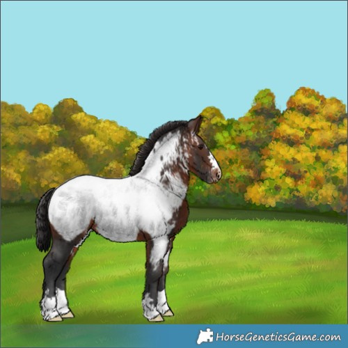 Horse Color:Brown Appaloosa 