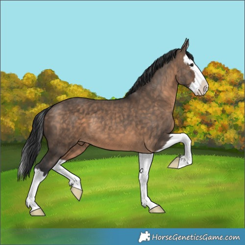 Horse Color:Brown Dun Splash 