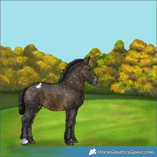 Horse Color:Buckskin Appaloosa 
