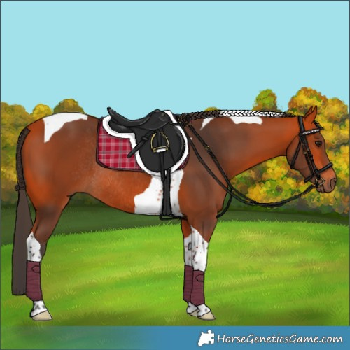 Horse Color:Bay Tobiano Rabicano 