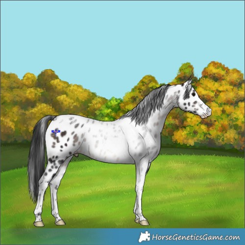 Horse Color:Powder White Brown Tobiano Appaloosa Rabicano 