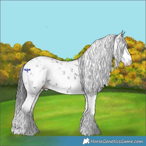 Horse Color:White Spotted Grullo Sabino Appaloosa 