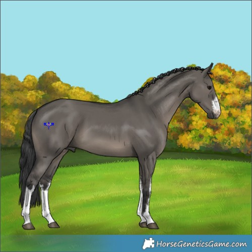 Horse Color:White Spotted Grullo 