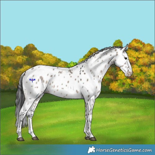 Horse Color:Powder White Brown Dun Appaloosa 