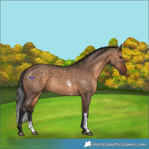 Horse Color:Brown Dun Sabino 