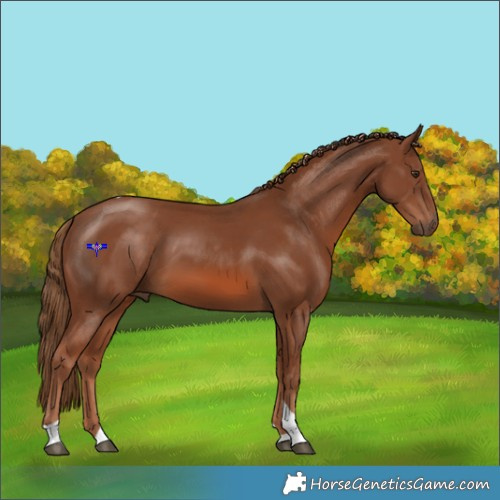 Horse Color:Chestnut Tobiano 
