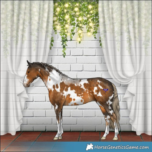 Horse Color:White Spotted Chocolate Palomino Sabino 