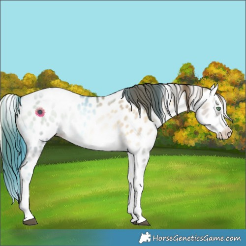 Horse Color:Buckskin Pearl Onyx Splash Appaloosa 