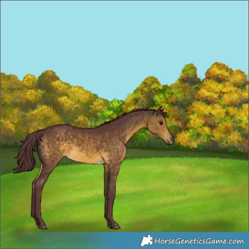 Horse Color:Chocolate Buckskin Rabicano 