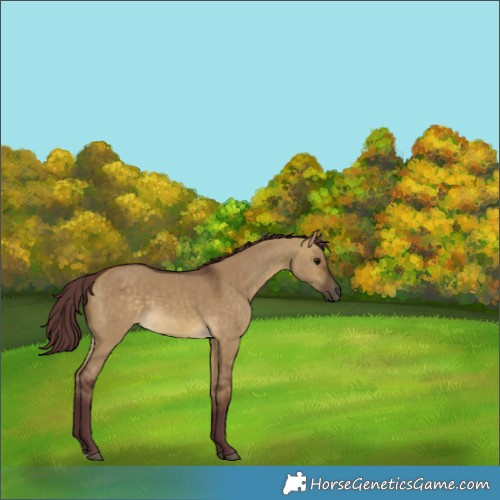 Horse Color:Chocolate Buckskin Dun Rabicano 
