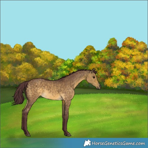 Horse Color:Chocolate Buckskin Dun Rabicano 