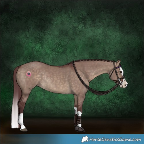 Horse Color:Chocolate Brown Dun Splash Rabicano 