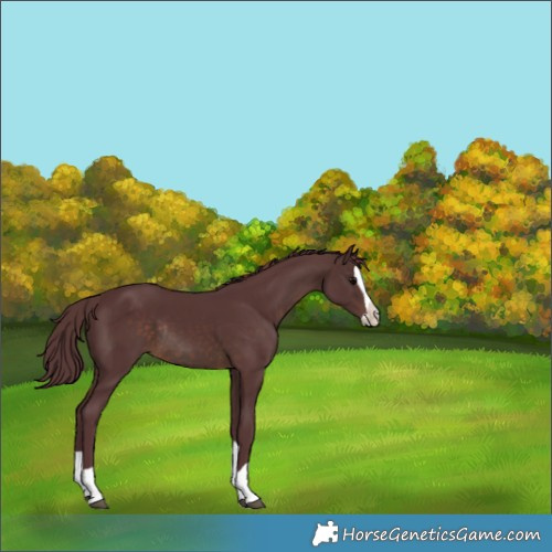 Horse Color:Chocolate Brown Splash Rabicano 