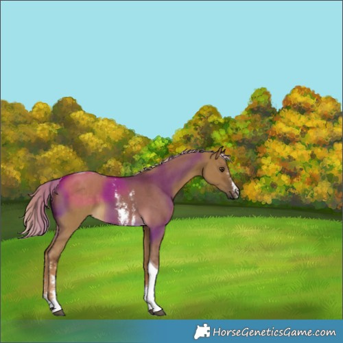 Horse Color:Chocolate Palomino Dun Sabino Tobiano 