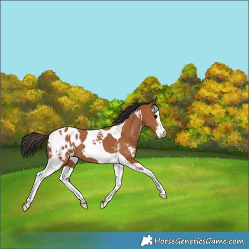 Horse Color:Bay Sabino Splash Tobiano Appaloosa 