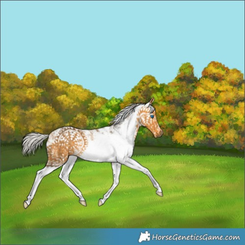 Horse Color:White Spotted Silver Buckskin Splash Rabicano 