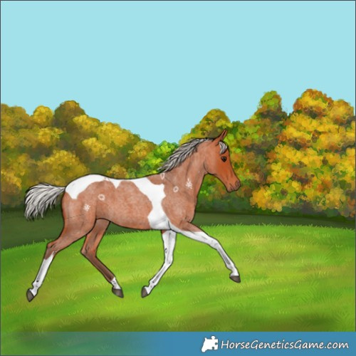 Horse Color:Silver Bay Roan Tobiano 