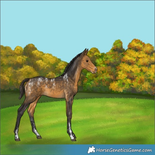 Horse Color:Buckskin Rabicano 
