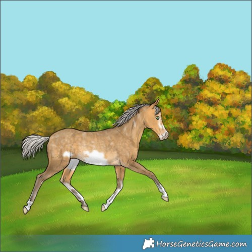 Horse Color:Silver Amber Cream Champagne Frame Rabicano 