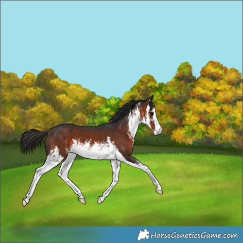 Horse Color:White Spotted Brown 