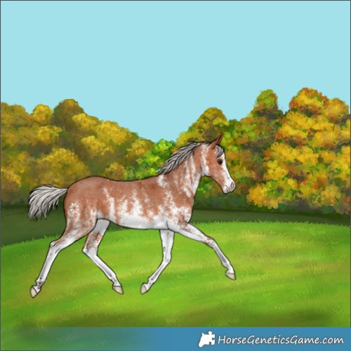 Horse Color:White Spotted Silver Bay 