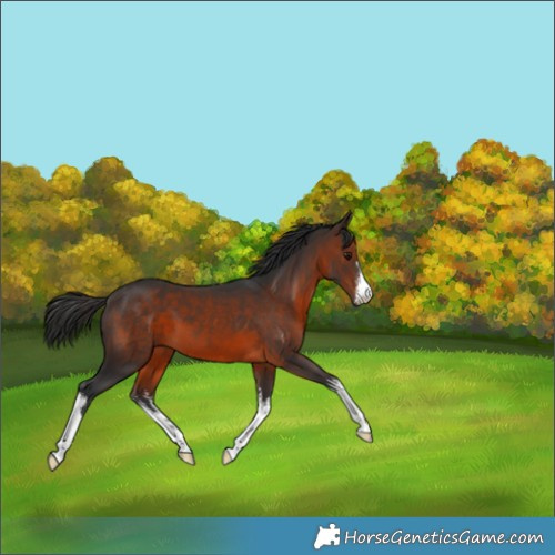 Horse Color:White Spotted Brown 