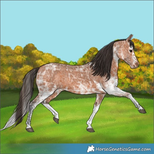 Horse Color:White Spotted Bay Ice Splash 