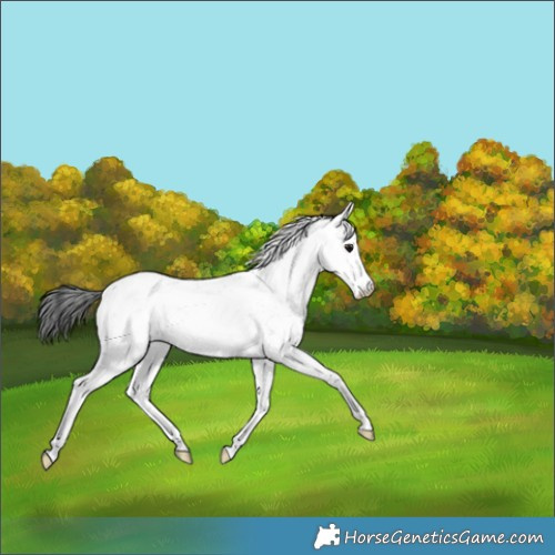 Horse Color:Brown Sabino Appaloosa 