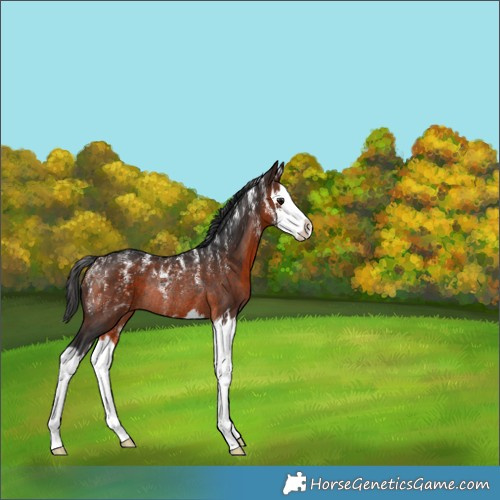 Horse Color:Brown Splash Rabicano 