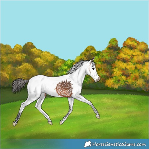 Horse Color:White Spotted Bay Splash 