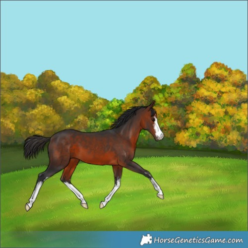 Horse Color:White Spotted Bay 