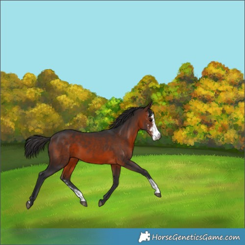 Horse Color:Brown Sabino 
