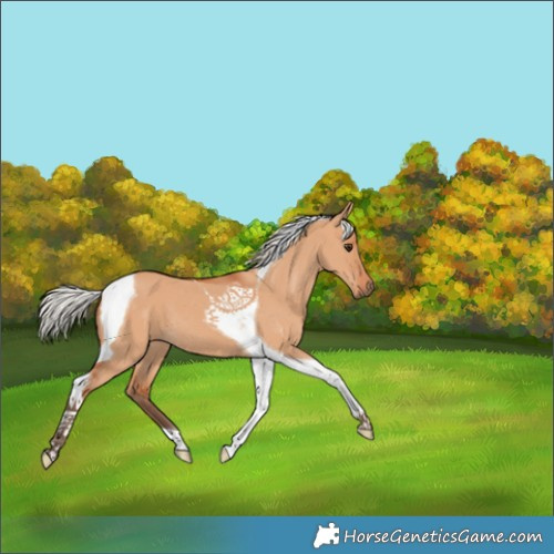 Horse Color:Silver Bay Dun Tobiano 