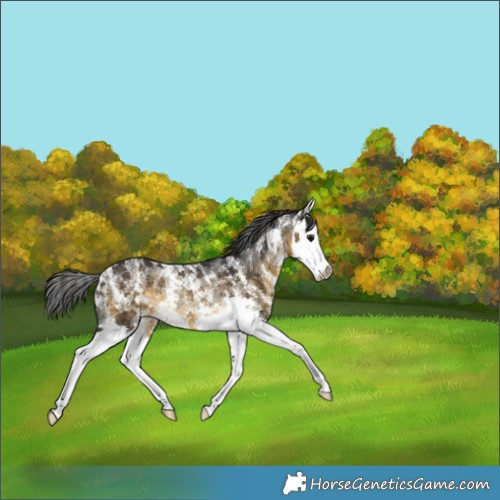 Horse Color:Buckskin Sabino Splash Rabicano 