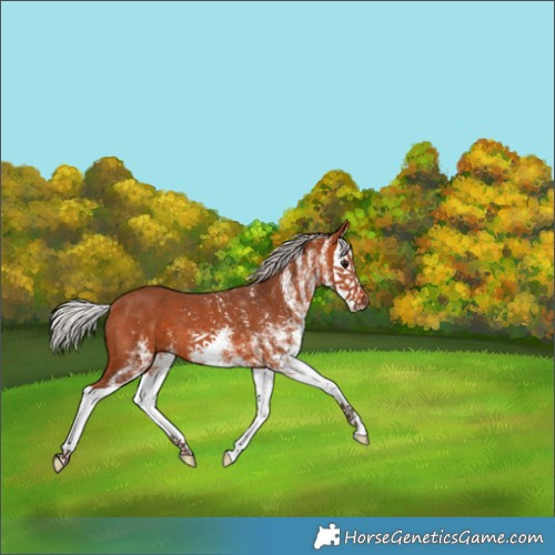 Horse Color:White Spotted Silver Bay Splash 