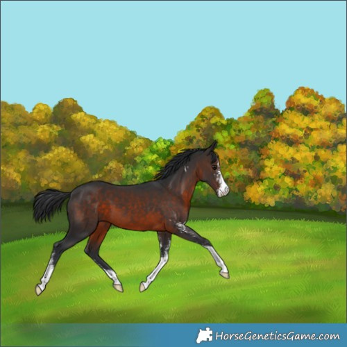 Horse Color:Brown Sabino 